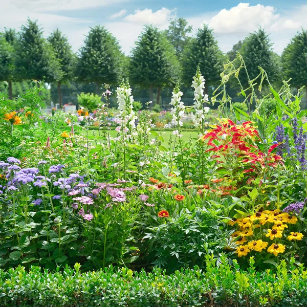 Blossoming flowerbed in the park — Stock Photo, Image