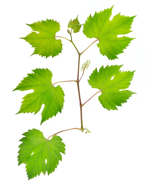 Folhas de uva frescas — Fotografia de Stock
