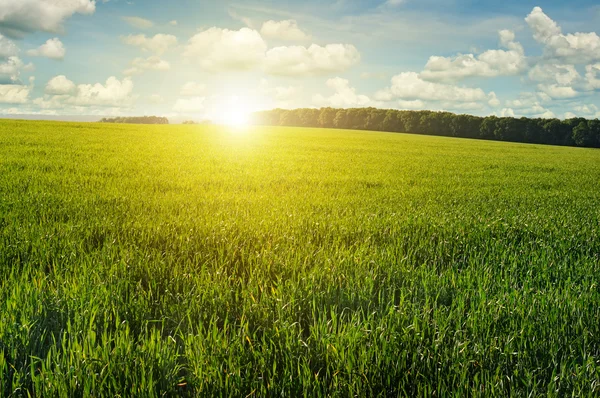 Hermoso atardecer en campo verde — Foto de Stock