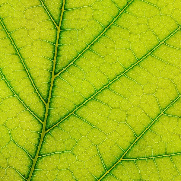 Färska blad från växten på nära håll — Stockfoto