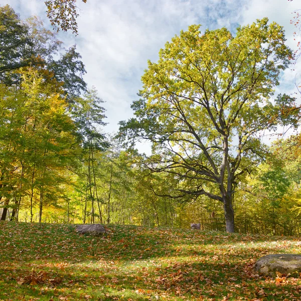 Herfst landschap in het park — Stockfoto