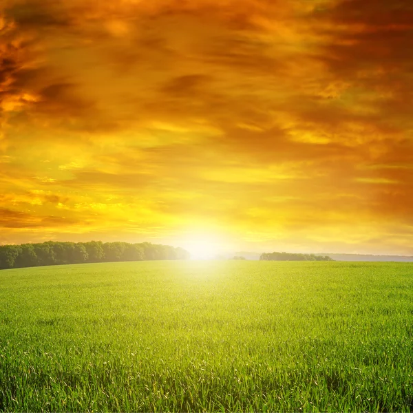 Hermoso atardecer en campo verde — Foto de Stock