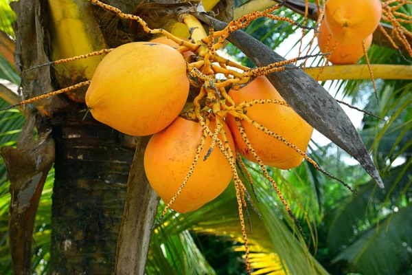 Fruta no coco da árvore — Fotografia de Stock