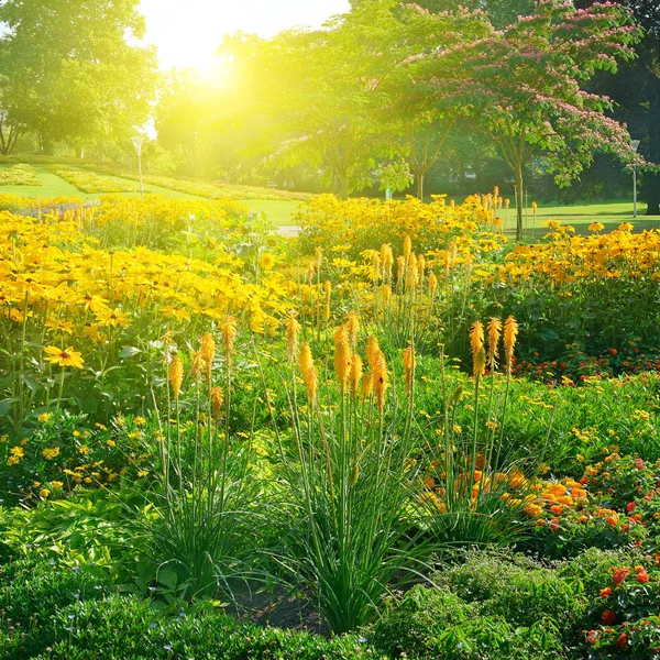 Multicolored flowerbed in park — Stock Photo, Image