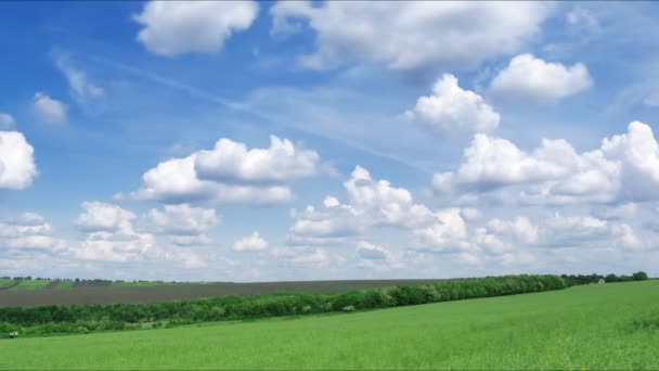 Frühlingsfeld. Zeitraffer — Stockvideo