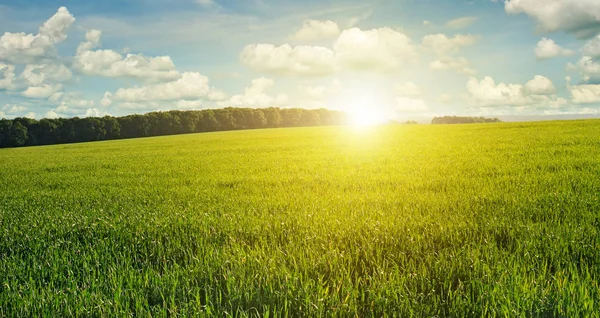 Прекрасний захід сонця на зеленому полі — стокове фото