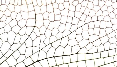 Kanat yusufçuk yakın çekim