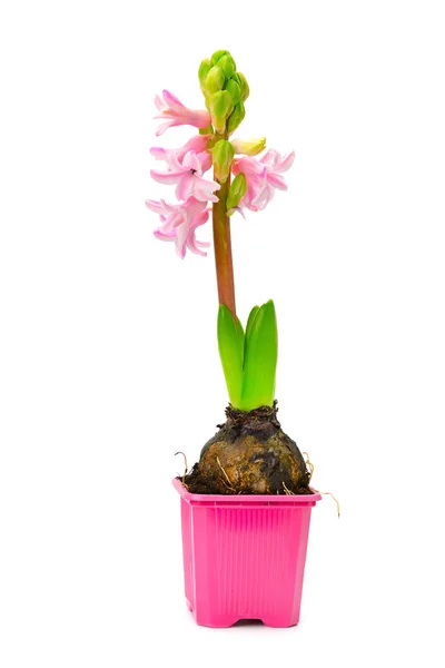 Small hyacinth in pot — Stock Photo, Image