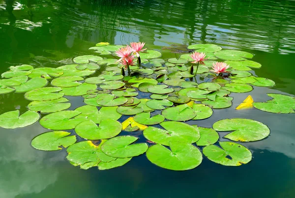 Water lily in small lake — Stock Photo, Image