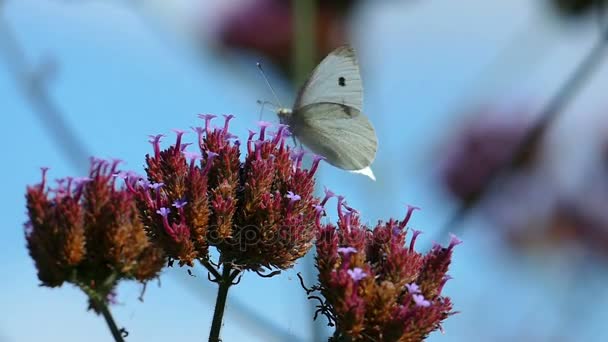 Weißer Schmetterling sammelt Nektar aus einer Blume. — Stockvideo