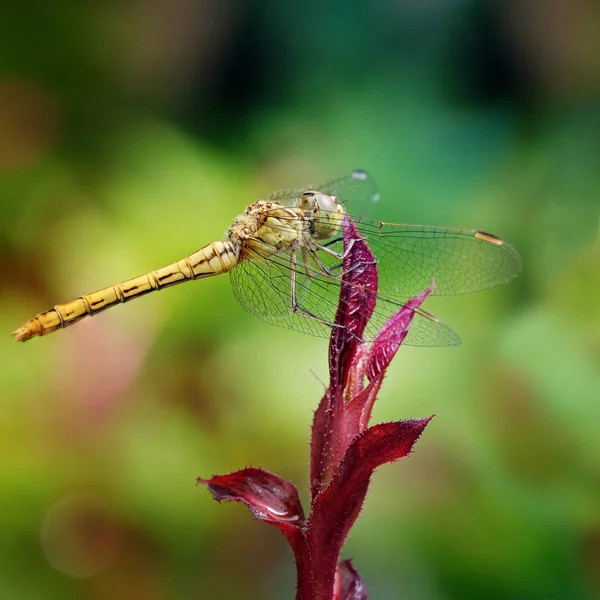 Grote dragonfly op blad, bloem — Stockfoto