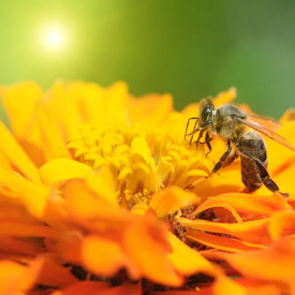 蜜蜂授粉一朵花 — 图库照片