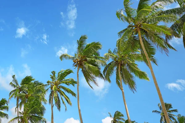 High palm on background of blue sky — Stock Photo, Image