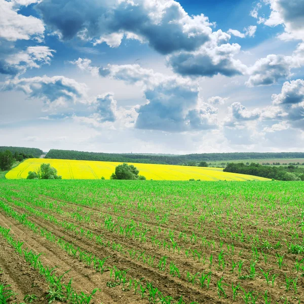 Tavaszi kukorica a területen, és a kék ég — Stock Fotó