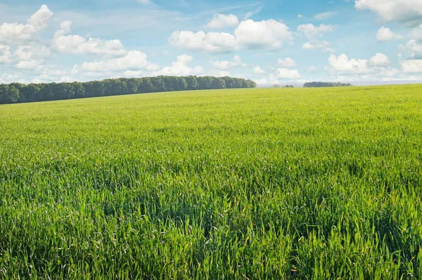 Prato primaverile e cielo blu — Foto Stock