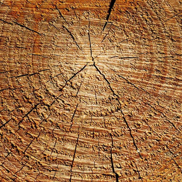 Textura de madeira com anéis de crescimento — Fotografia de Stock