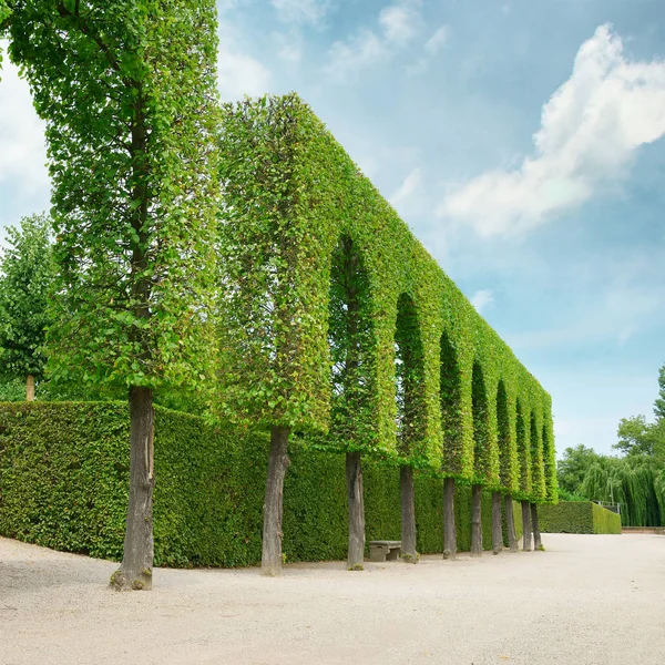 Decorative hedges in the park — Stock Photo, Image