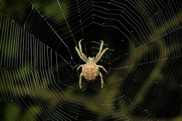 Grande aranha na teia — Fotografia de Stock