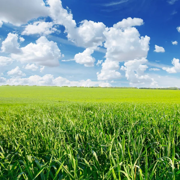 春天的草地和蓝天 — 图库照片
