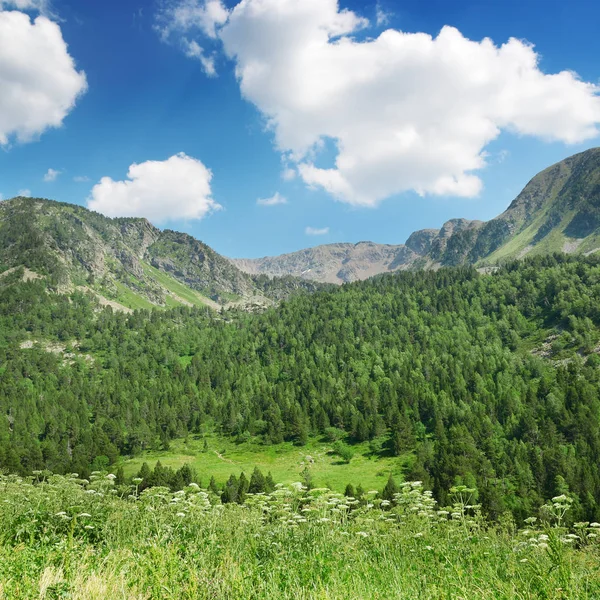 Hory pokryté lesa a modrá obloha — Stock fotografie