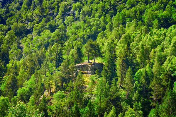 Forêt de feuillus et de conifères à flanc de colline — Photo