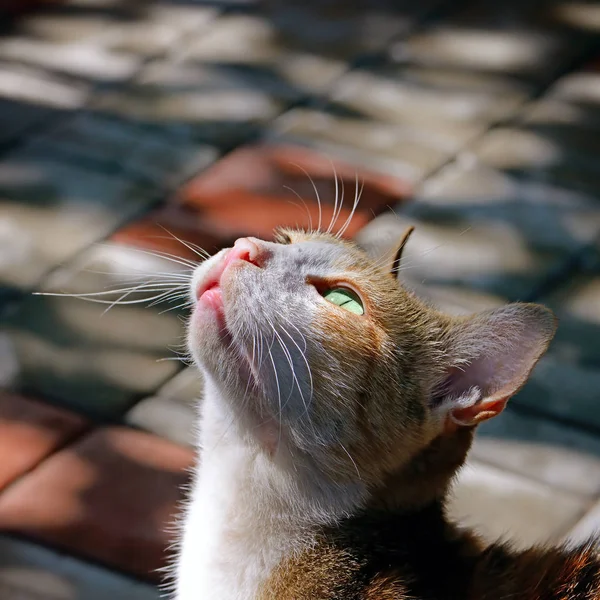 Güzel kedi tarafından güneş ışığı yaktı — Stok fotoğraf