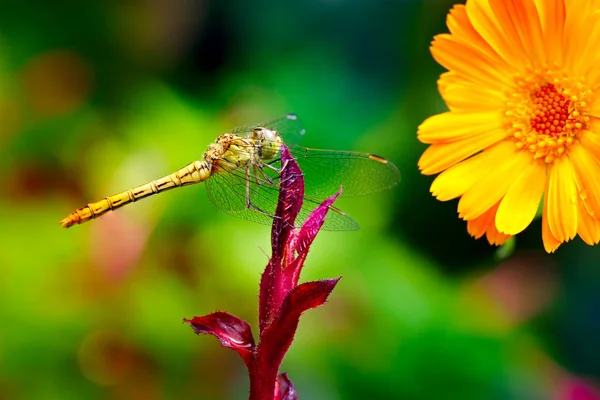 Μεγάλο dragonfly στην φύλλα λουλουδιών — Φωτογραφία Αρχείου
