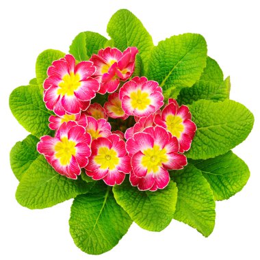 beyaz izole güzel çuha çiçeği