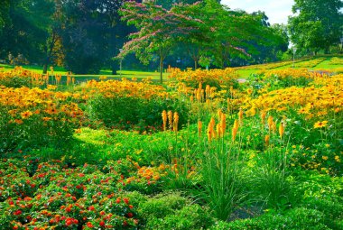 Parkta çiçek açan çiçekler.