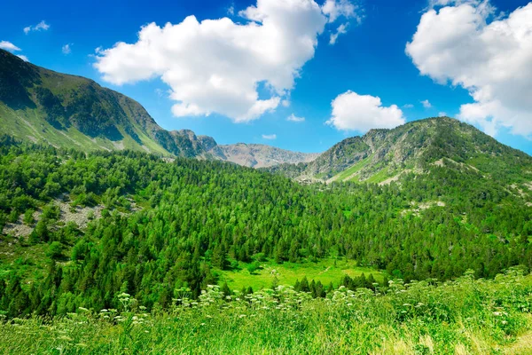 Montanhas cobertas de floresta e céu azul — Fotografia de Stock