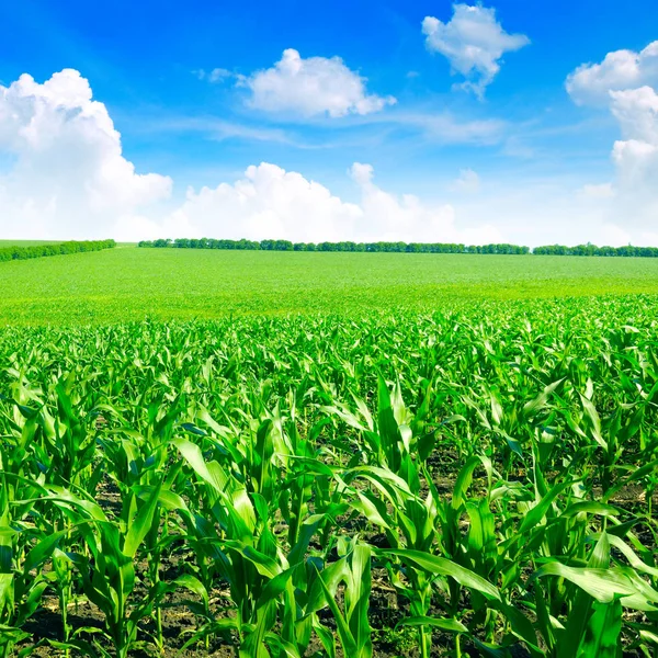 Primavera pradera y cielo azul — Foto de Stock