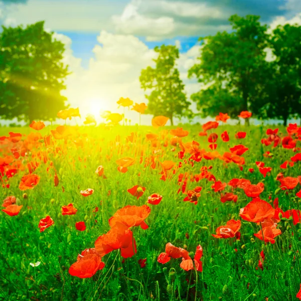 Bright sunrise in poppy field — Stock Photo, Image