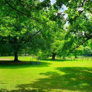 parkta güzel çayır