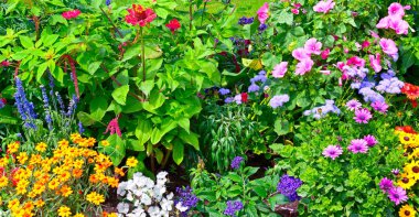 Parkta çiçek açan çiçekler.