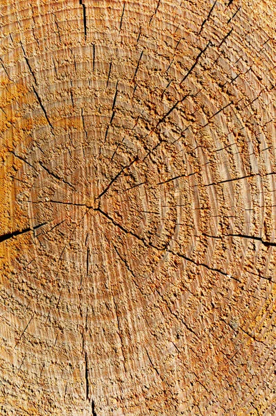 Holzstruktur mit Wachstumsringen — Stockfoto