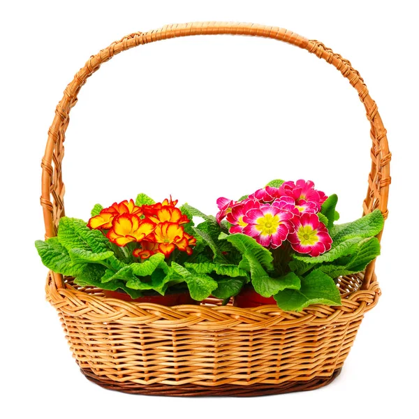 Colored primroses in the basket — Stock Photo, Image