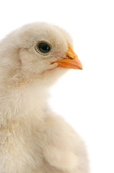 Beau poulet isolé sur blanc — Photo