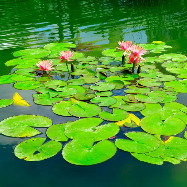 Water lily in small lake — Stock Photo, Image