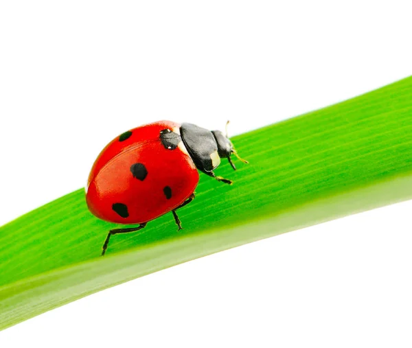 Joaninha na folha verde — Fotografia de Stock