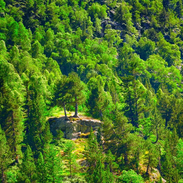 Forêt de feuillus et de conifères à flanc de colline — Photo