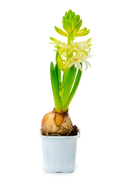 Small hyacinth in pot isolated on white — Stock Photo, Image