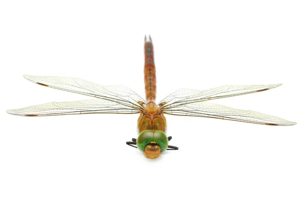Dragonfly geïsoleerd op witte achtergrond — Stockfoto