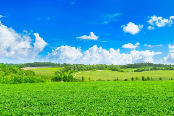 Spring field and blue sky — Stock Photo, Image