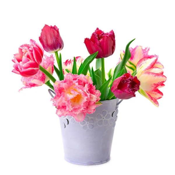 Emmer met tulpen geïsoleerd op wit — Stockfoto