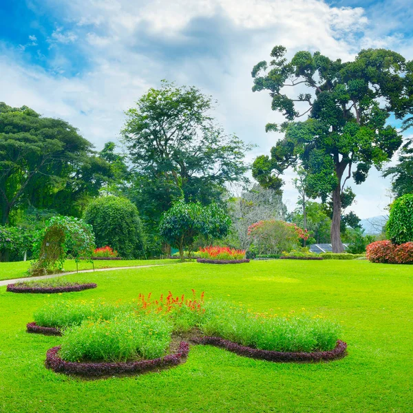 Mooie weide in park — Stockfoto