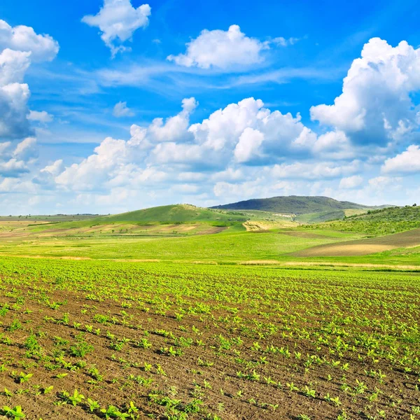 Sunflower field and beautiful sky — Stock Photo, Image