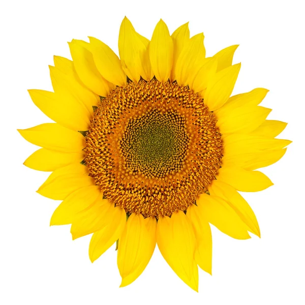 Sunflower close-up isolated on white — Stock Photo, Image