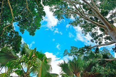 Arka plan ağaç dalı