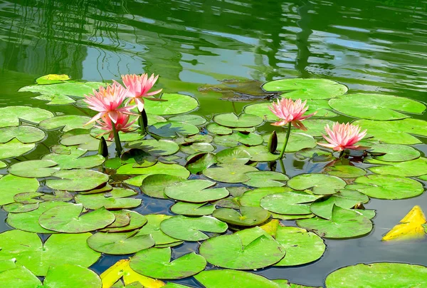 Water lily in small lake — Stock Photo, Image