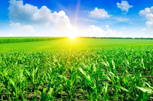 Hermoso amanecer en el campo de maíz verde — Foto de Stock